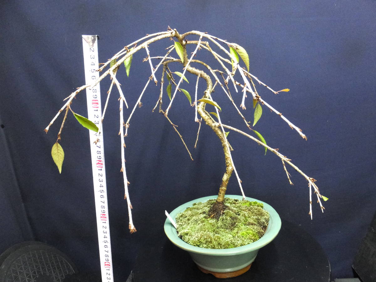 【さくら盆栽・富士枝垂れ桜】中品盆栽用素材“花芽付き仕立て樹高35cm