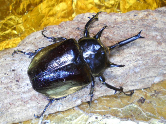 マルスゾウカブトムシ１１１♂単品