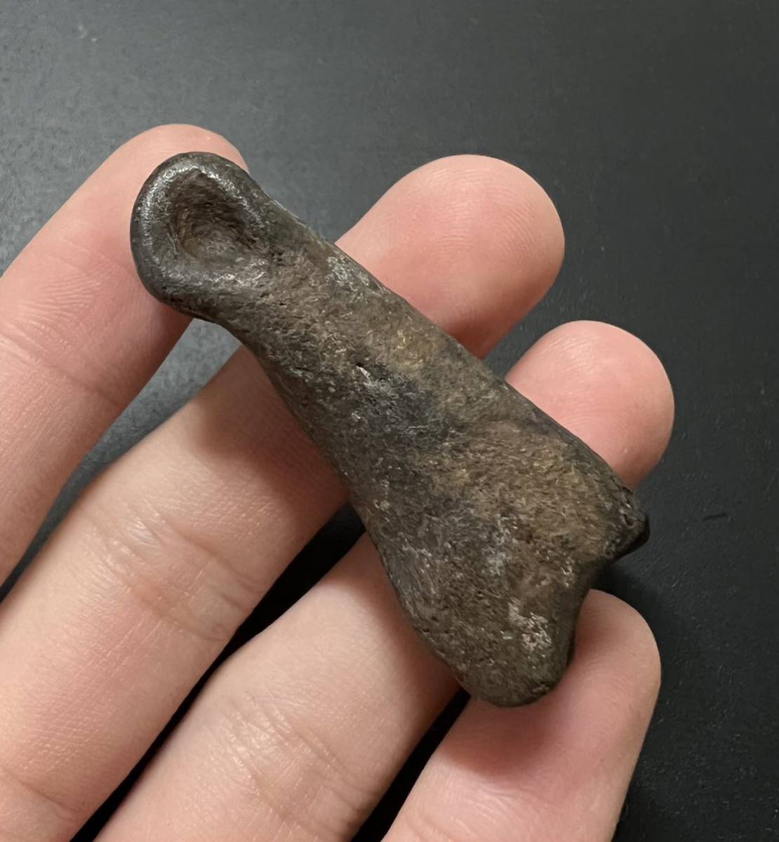  スミロドンの指 サーベルタイガー 哺乳類 化石 新生代 アメリカ(化石)｜売買されたオークション情報、yahooの商品情報をアーカイブ公開 - オークファン 化石