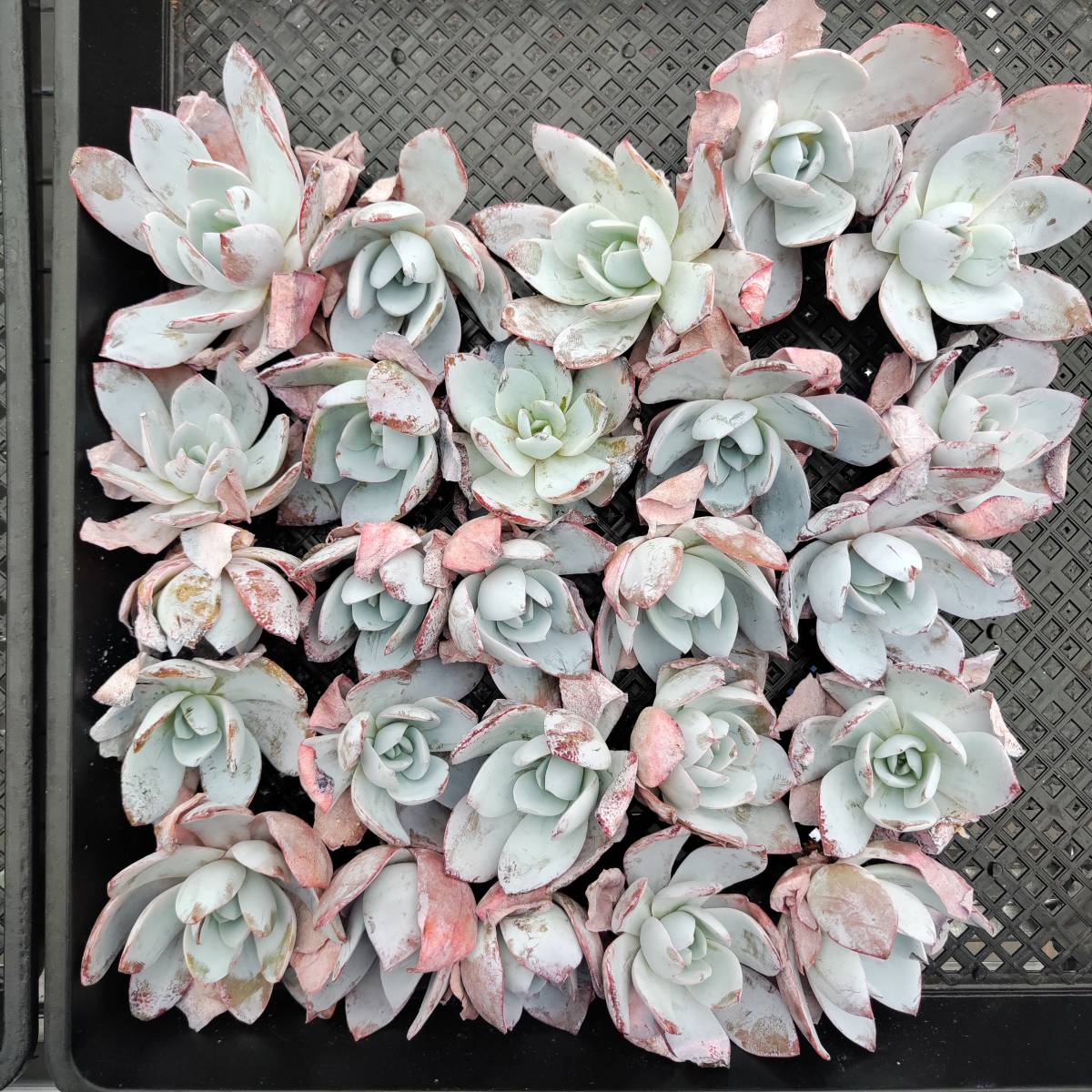 多肉植物25個 1117-QY178 ホワイトラバー エケベリア -千葉MS基地 入札