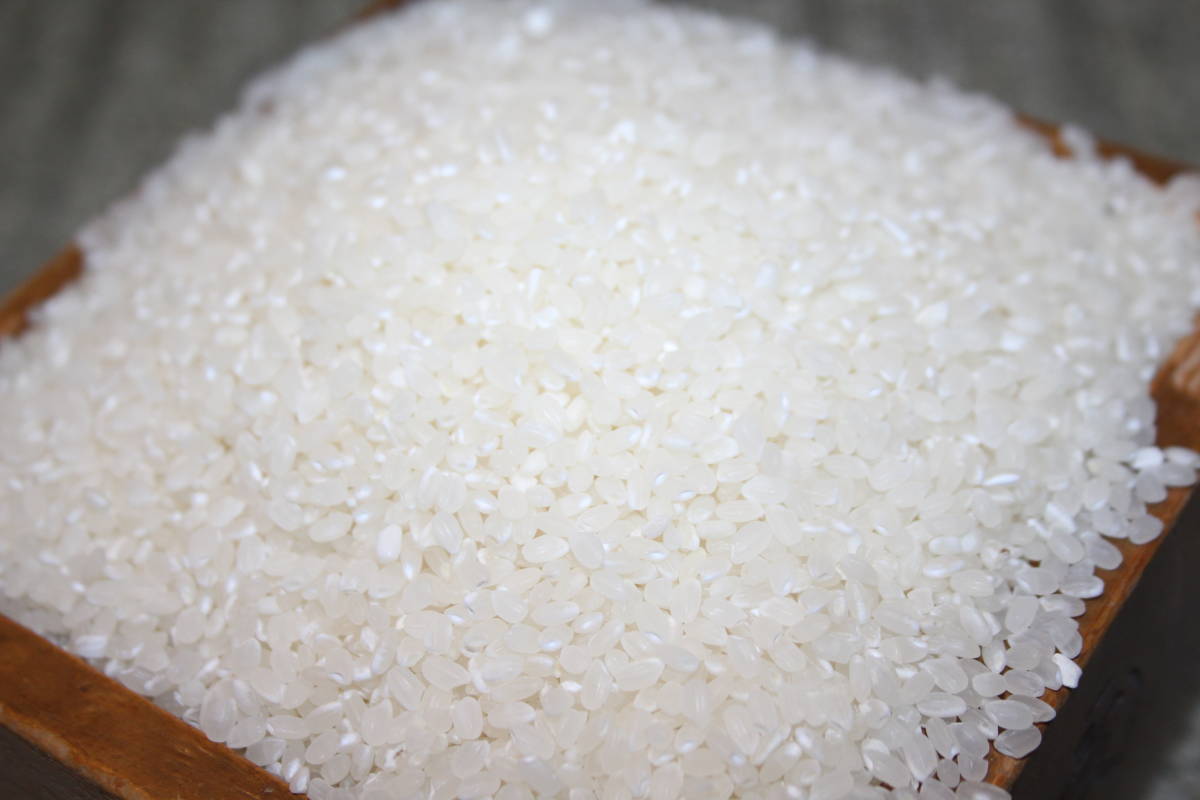 京都丹波産 コシヒカリ 令和５年度”新米”10ｋｇ【送料無料】落札後に精米します。24