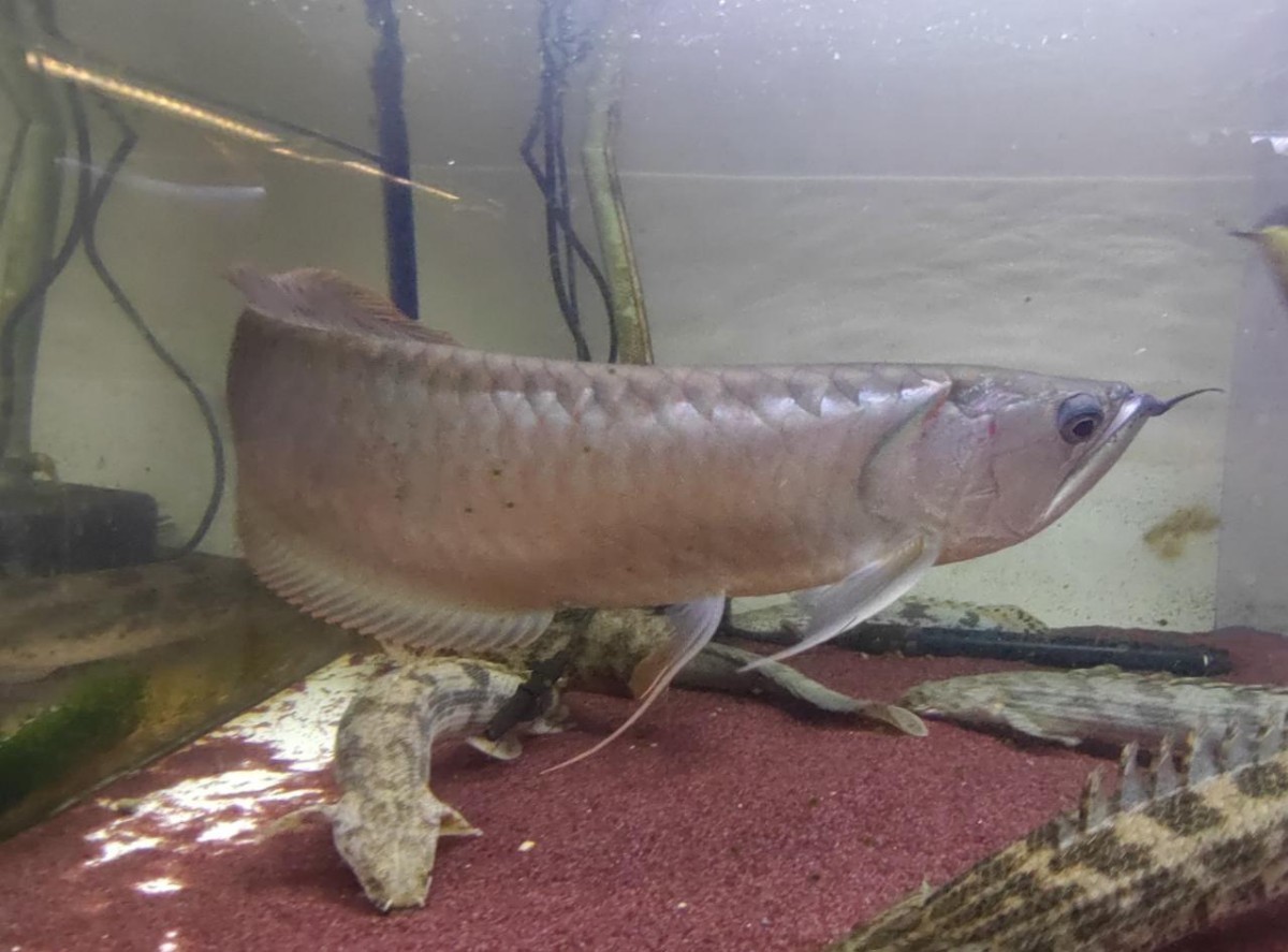 アルビノシルバーアロワナ引き取り アルビノシルバーアロワナ | 淡水魚 