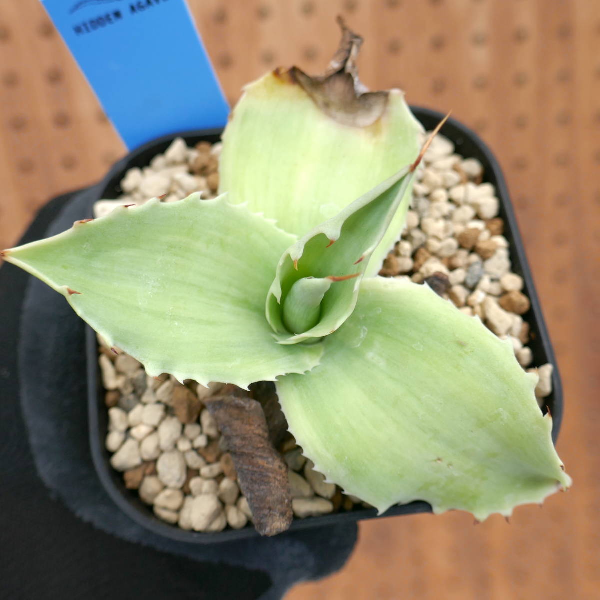 2311-32 【特選 HIDDEN AGAVE カリフォルニア輸入株】アガベ オバティ