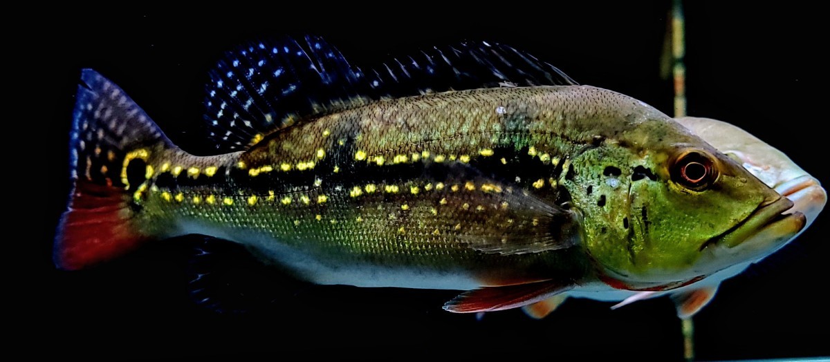 AQUASHOPアクアランド　★発色抜群美個体 キクラ オリノセンシス 約22cm★ 死着保証有り　