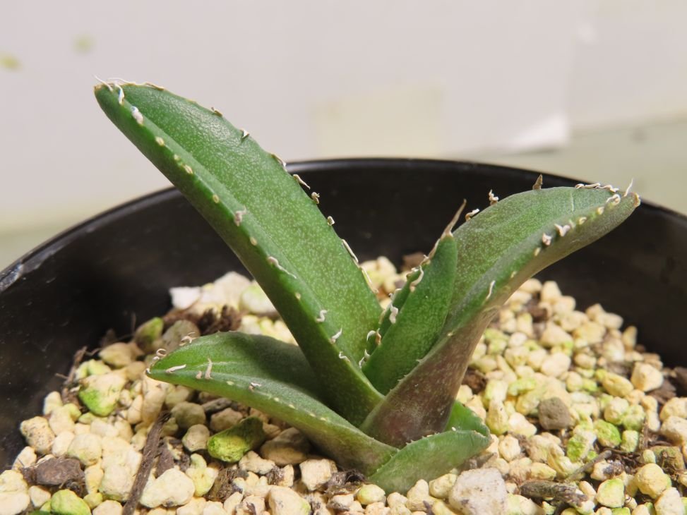 アガベ チタノタ ' 南アフリカダイヤモンド ア2140 「激レア高級