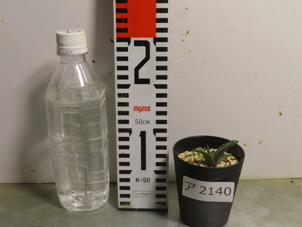 アガベ ア2140 「激レア高級品種】アガベ チタノタ 南アフリカ