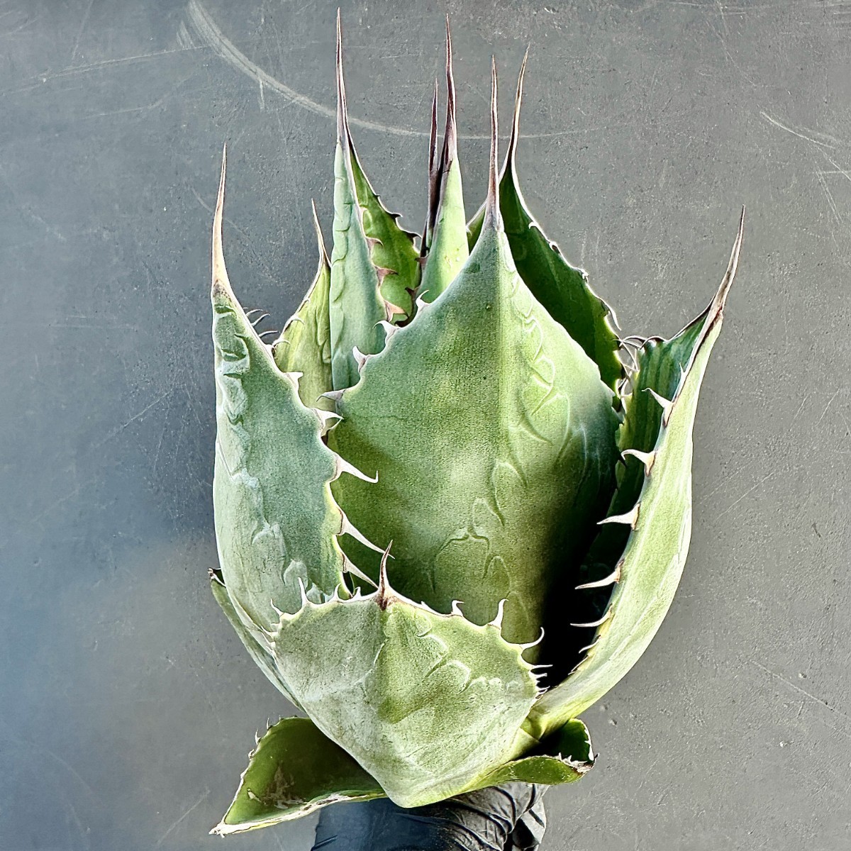 多肉植物 アガべ パラサナ白覆輪錦 ファイヤーボール 子株 9株同梱