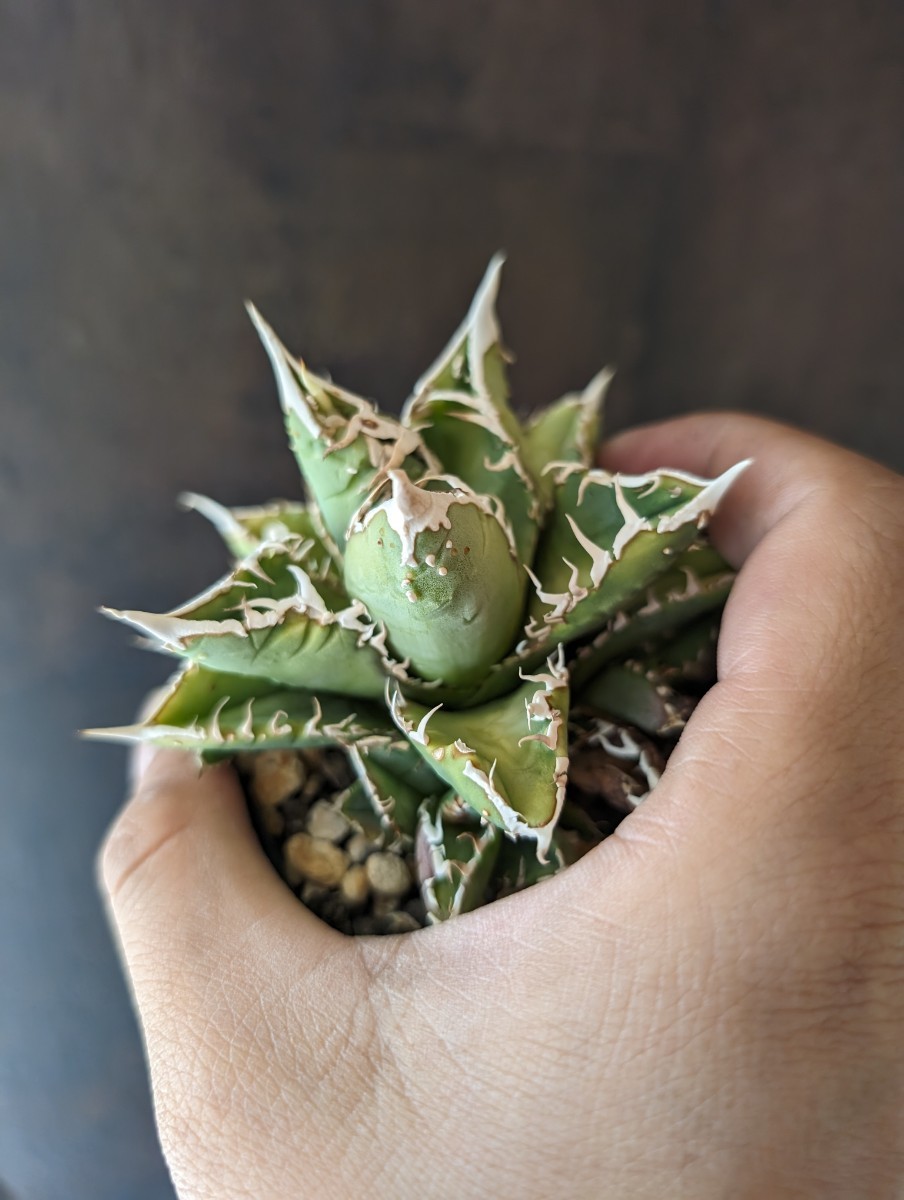 P45 多肉植物アガベ agave チタノタ 強棘霸王竜（sp新種）台湾輸入発根