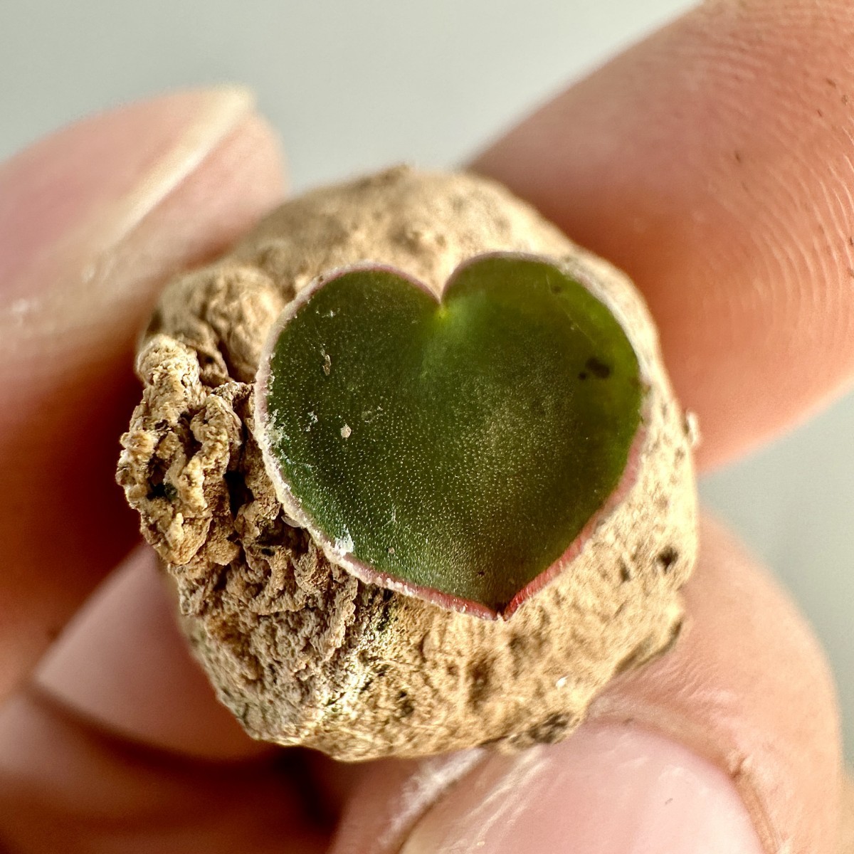 Eriospermum multifidumエリオスペルマム・ムルチフィダ | RIMO'S