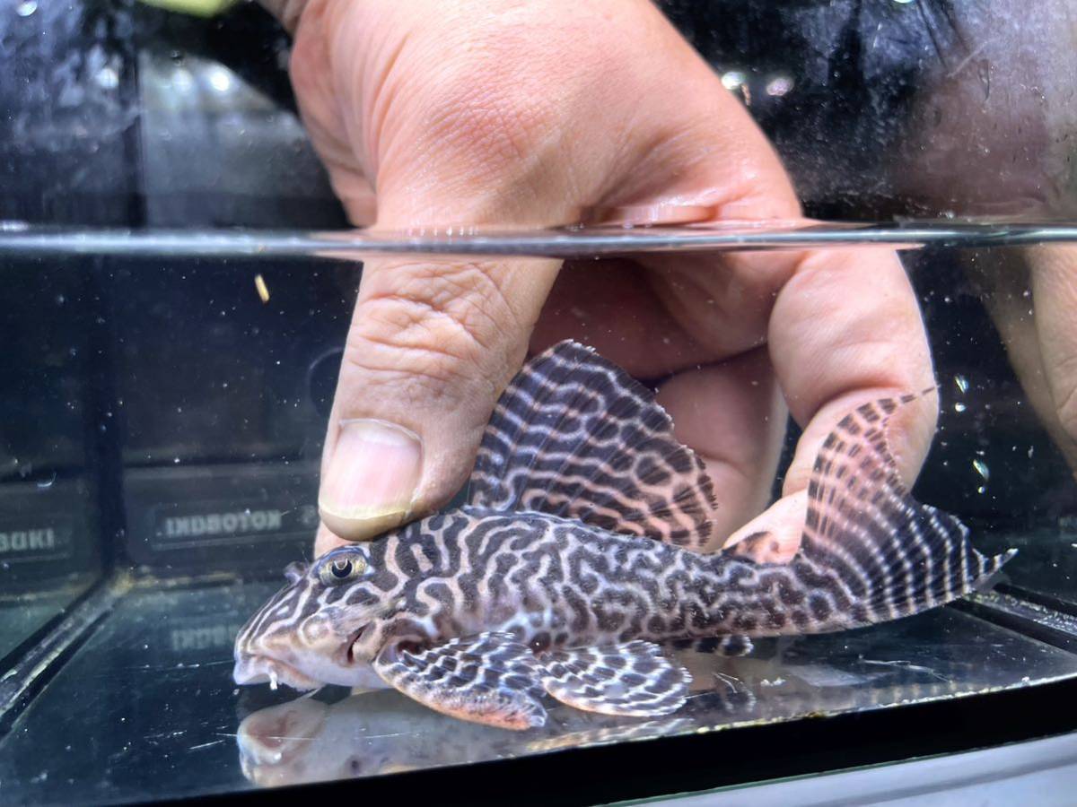 『Aqua tss』♂オマケver1スペシャルリアル×♀オマケver5×ver5☆ヤマト80サイズ☆110mm±画像の個体