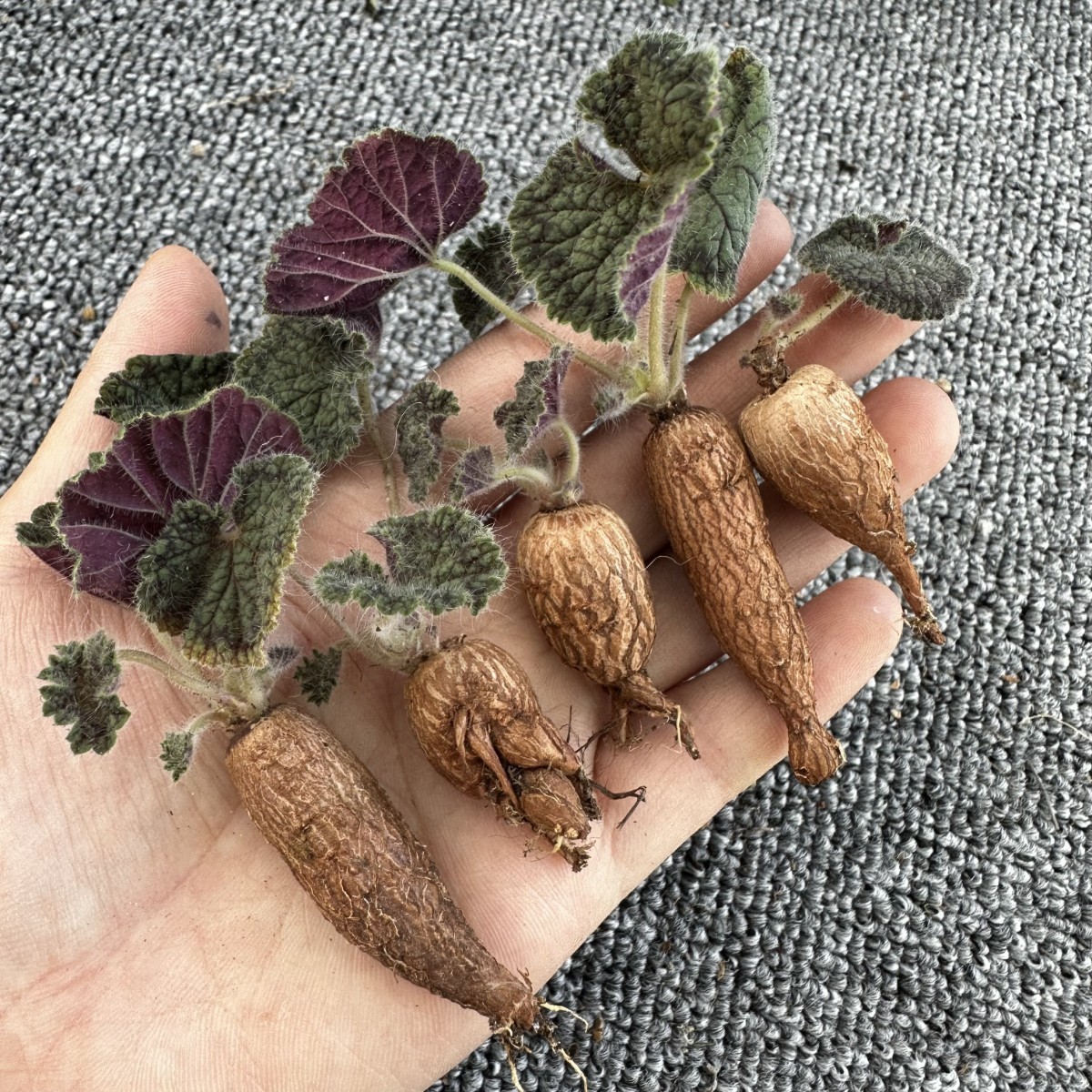 F34 【パンダ園芸】サボテン 多肉植物 ペラルゴニウム バークリー Pelargonium barklyi ★塊根植物 コーデックス 5株