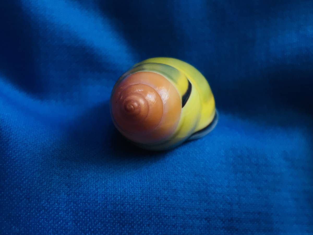 貝標本貝標本インドネシアン.アンフ属 Amphidromus latestrigatus