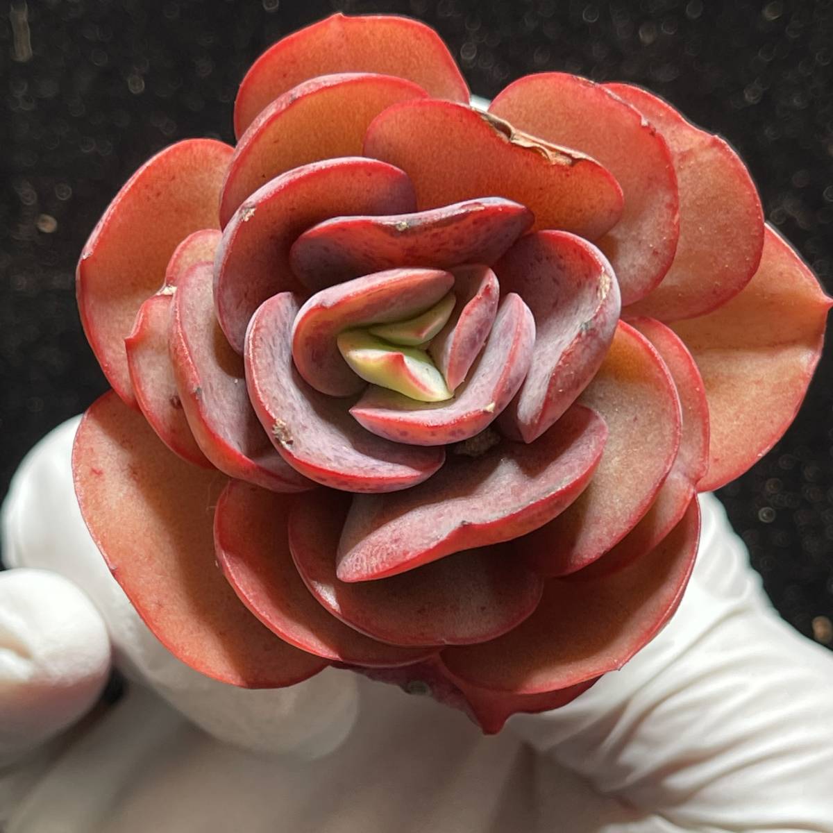 □超小型ダルマニグラ 【多肉植物 Haworthia ハオルチア ハオルシア