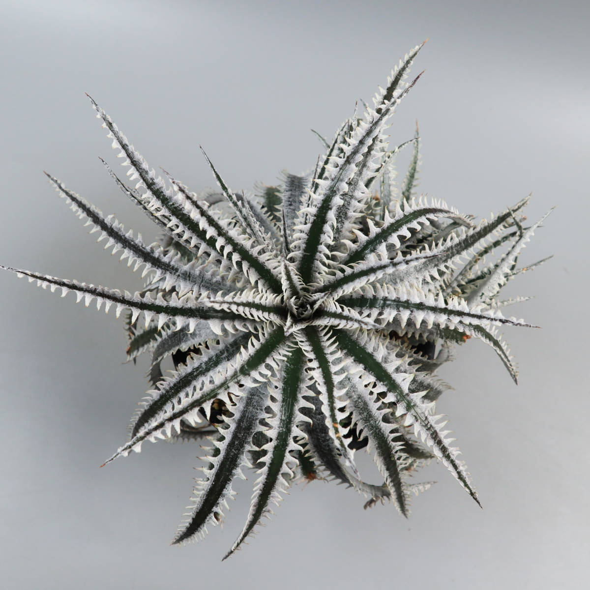 SALE!!! 2.ディッキア ☆ Dyckia Tracking code AAA x Nagas #SN096