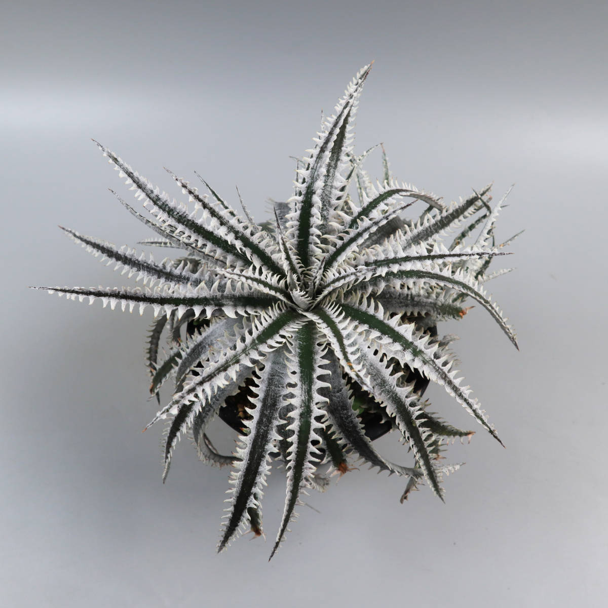SALE!!! 2.ディッキア ☆ Dyckia Tracking code AAA x Nagas #SN096
