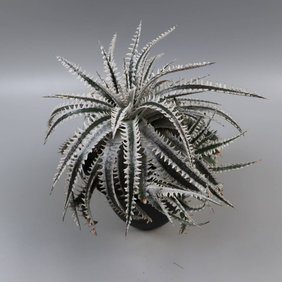 SALE!!! 2.ディッキア ☆ Dyckia Tracking code AAA x Nagas #SN096