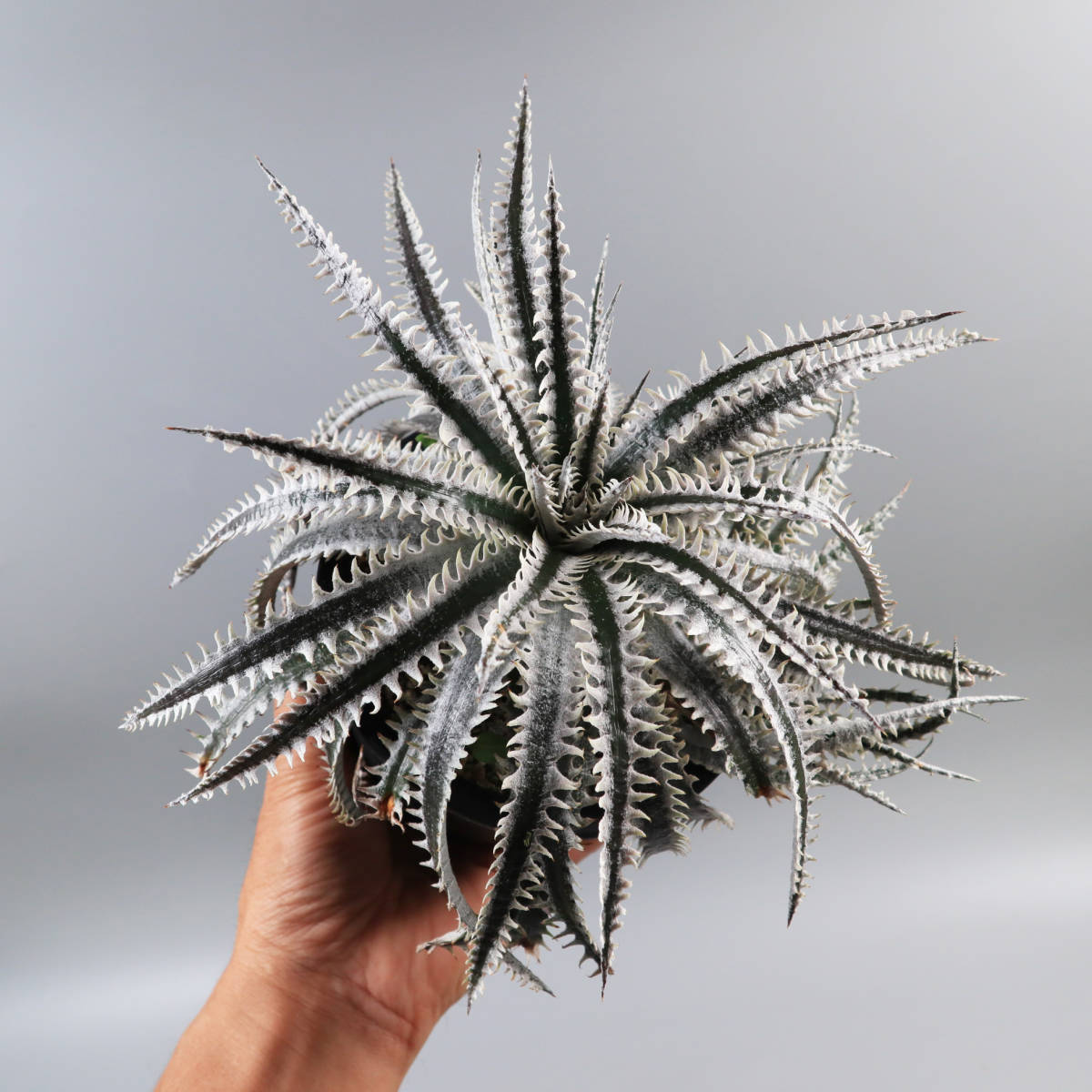 SALE!!! 2.ディッキア ☆ Dyckia Tracking code AAA x Nagas #SN096