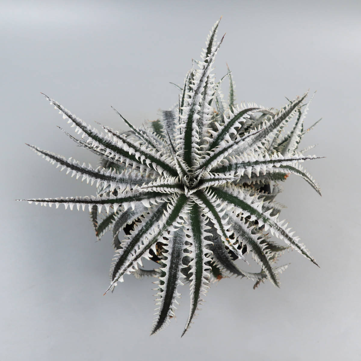 ディッキア ビルベイカー Dyckia tracking code FXX ディッキア ビルベイカー Dyckia tracking code FXX ⑵ ディッキア