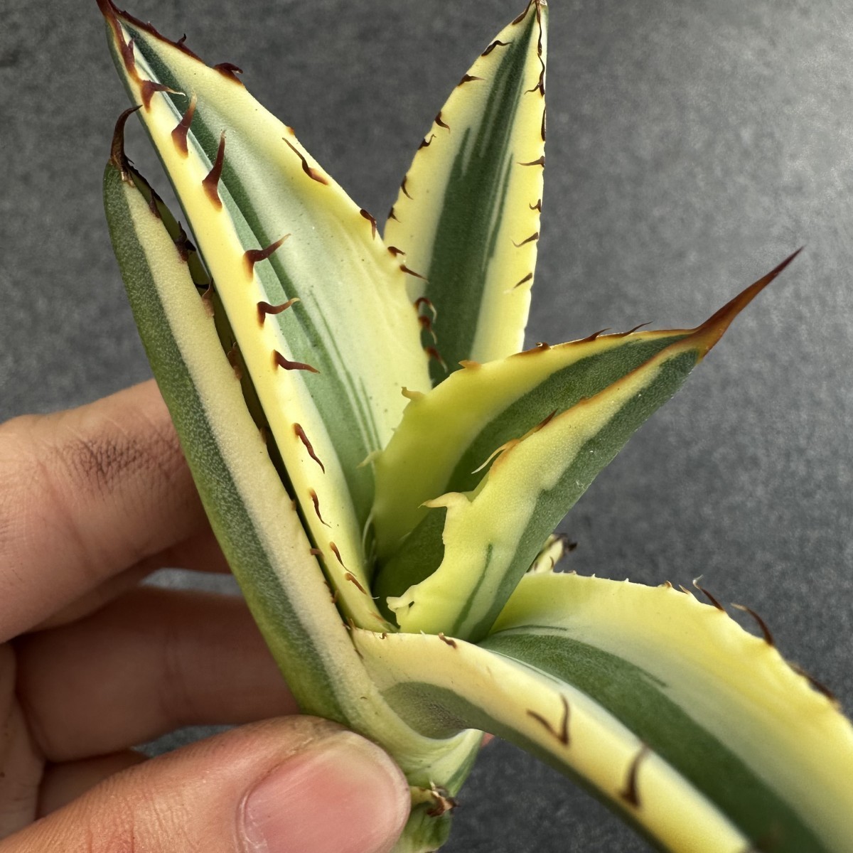 多肉植物 特選 アガベ チタノタ　霸王竜 丸葉 強棘 アガベ チタノタ 多肉植物 特選 霸王竜強棘 Agave 極上 龍園觀No.A428