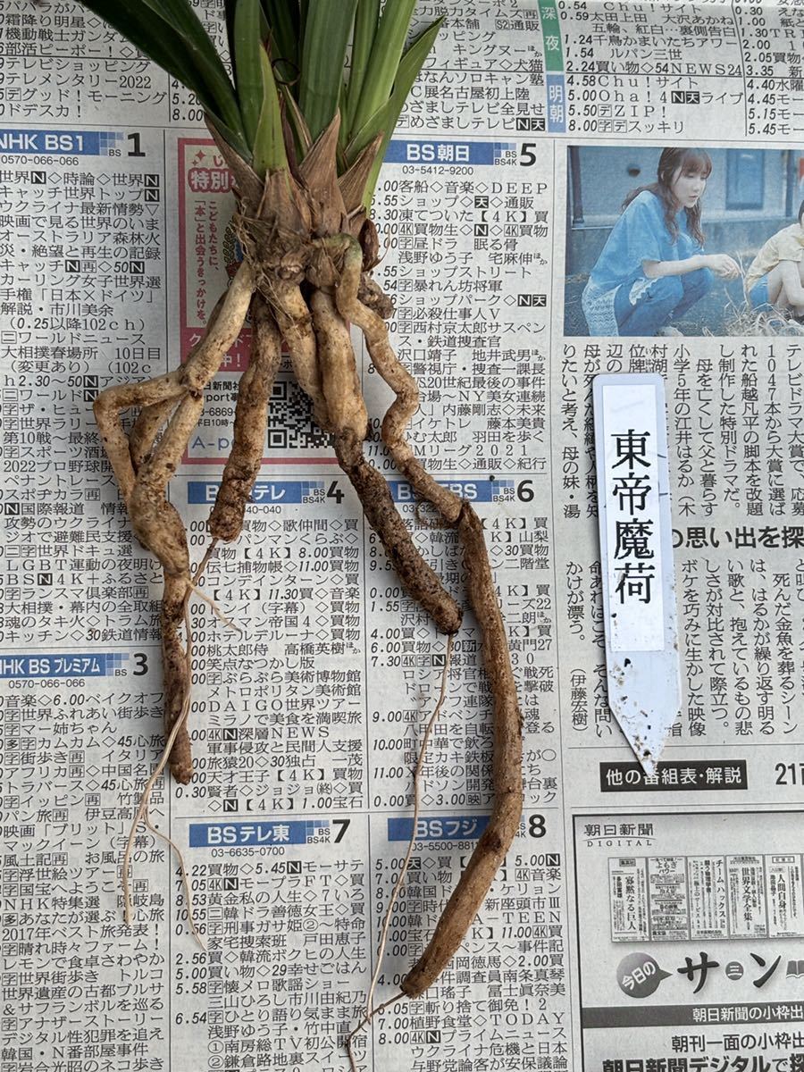 中国春蘭 春剣 東帝魔荷 3本立 葉長は約32cm【春蘭、寒蘭、長生蘭