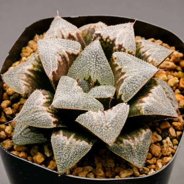 繁殖苗　ハオルチア　ブーメラン ダルマ