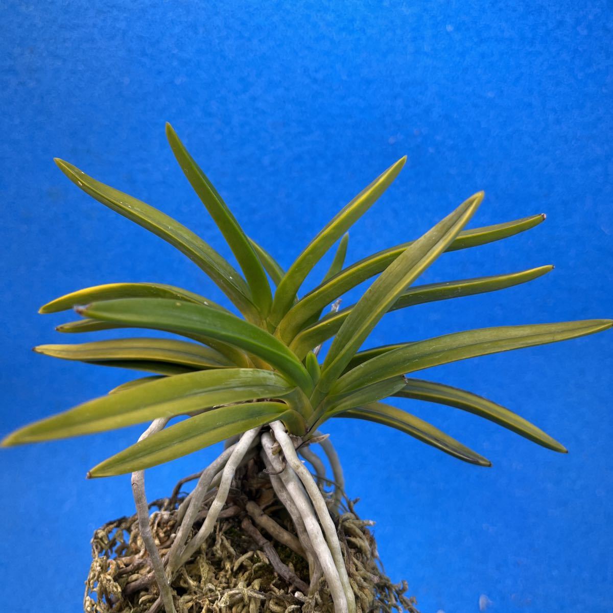 富貴蘭 | 建国縞 : 鉢植え HEARTS BOTANICAL - ◎富貴蘭◎建国殿＊＊中