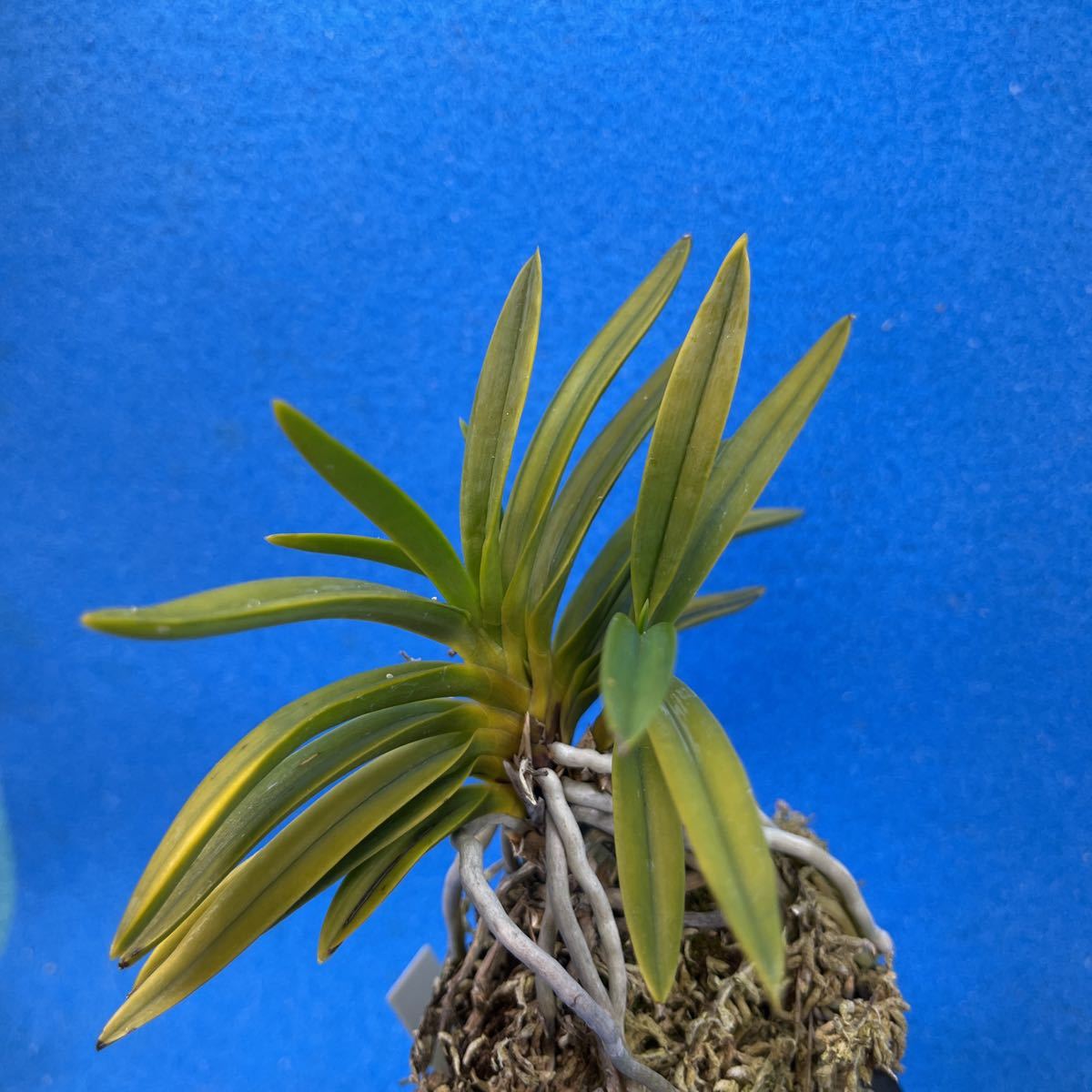 富貴蘭 | 建国縞 : 鉢植え HEARTS BOTANICAL - ◎富貴蘭◎建国殿＊＊中