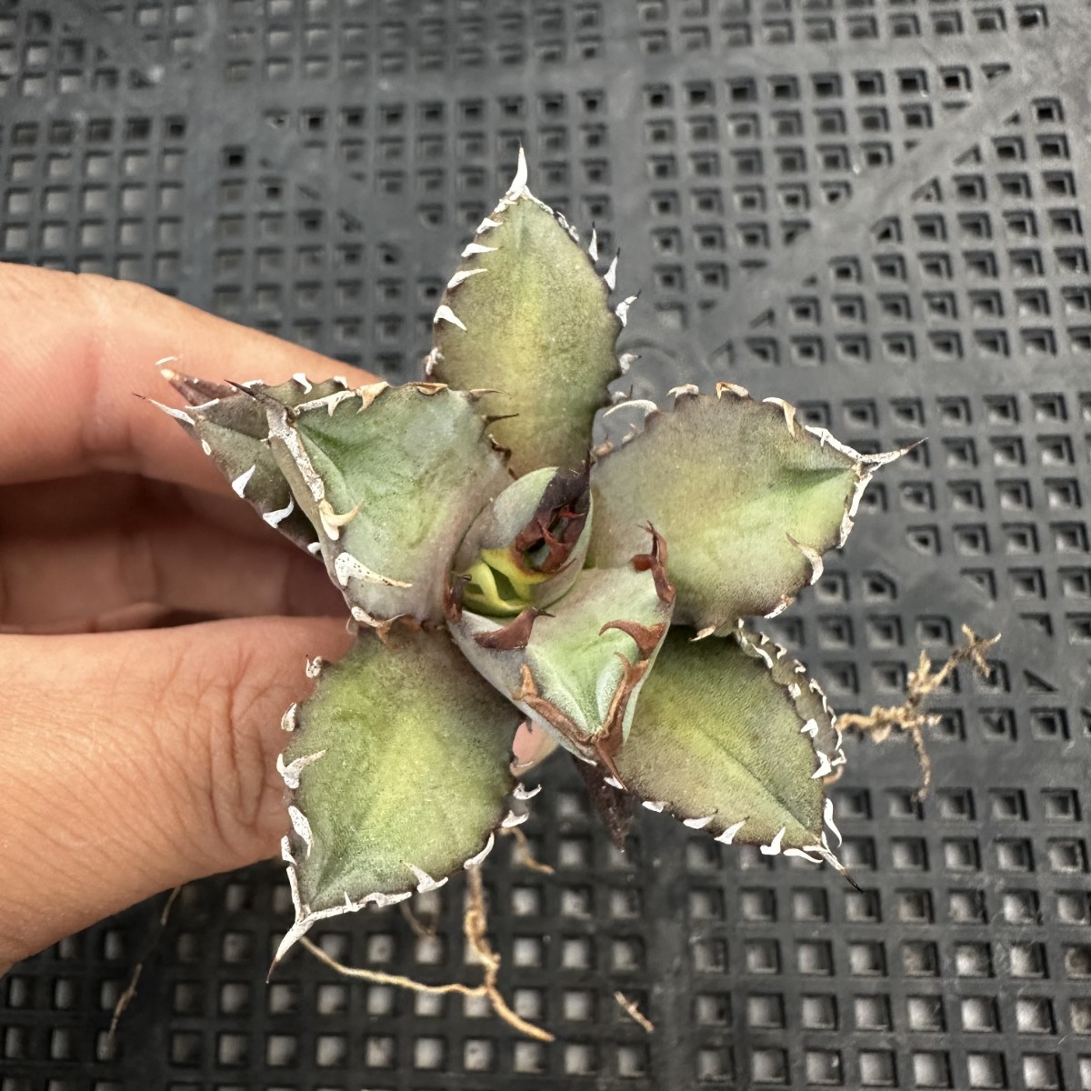 多肉植物アガベ チタノタ 魔丸極上株 【公式通販】