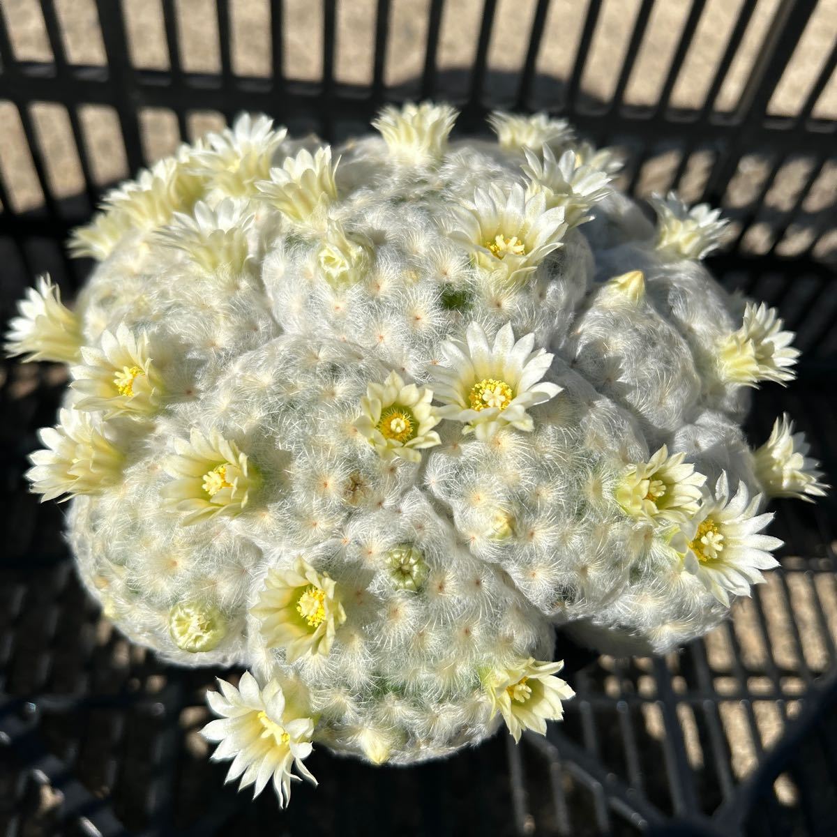 特大　白星群生　実生　マミラリア　サボテン　多肉植物 