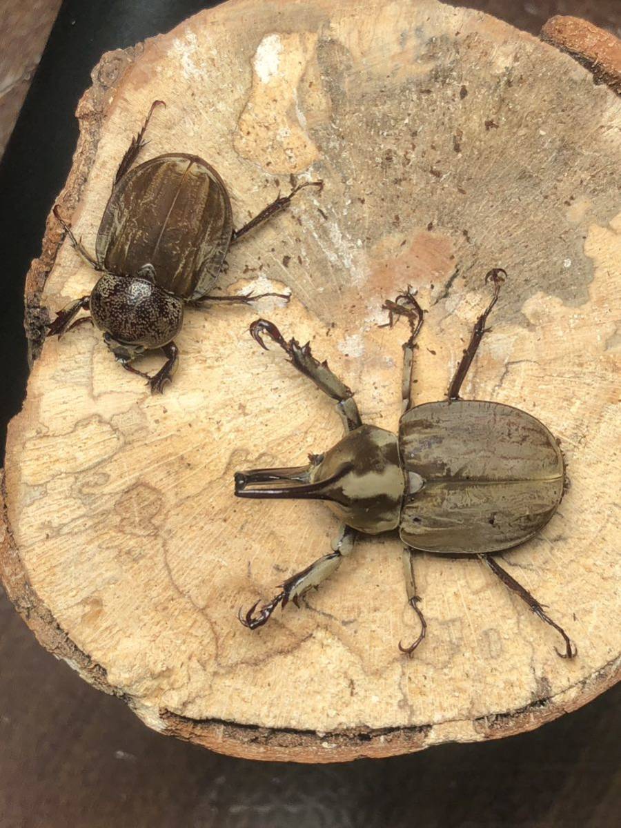 ムニスゼッチコフキカブト ☆ムニスゼッチコフキカブト ペア☆NO1 40ミリ