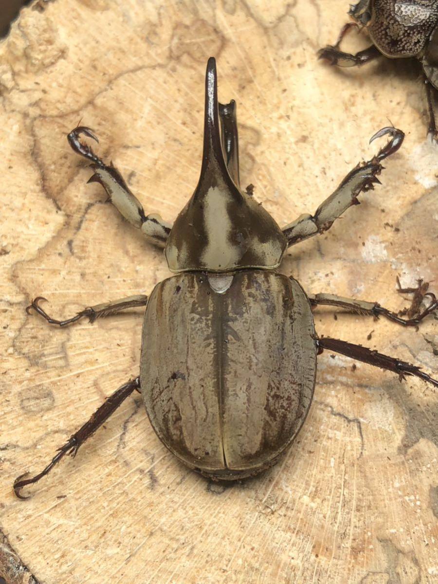 ムニスゼッチコフキカブト ☆ムニスゼッチコフキカブト ペア☆NO1 40ミリ