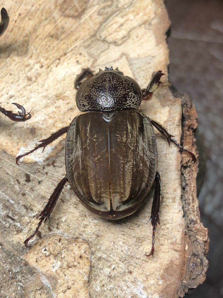 ムニスゼッチコフキカブト ☆ムニスゼッチコフキカブト ペア☆NO1 40ミリ