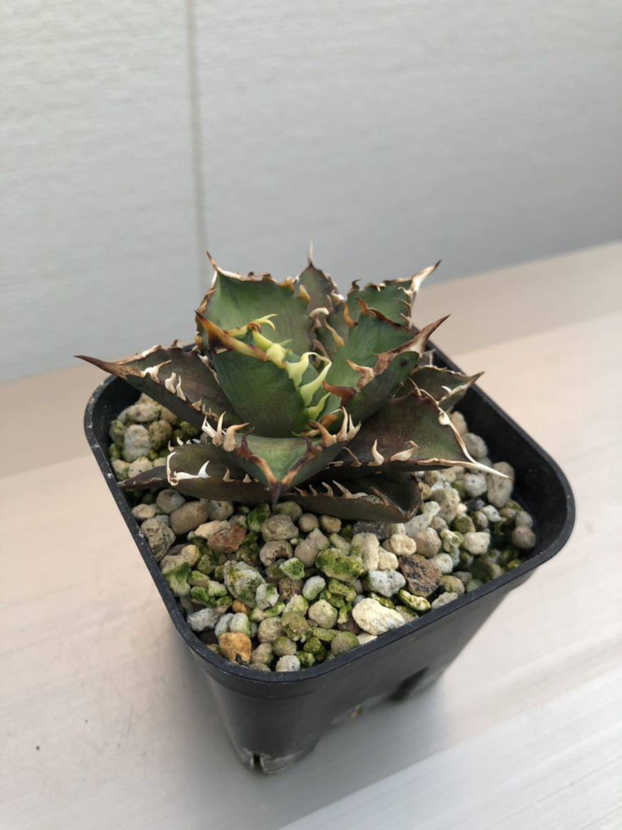 3 鉢のまま発送 赤猫 レッドキャットウィーズル アガベ チタノタ agave