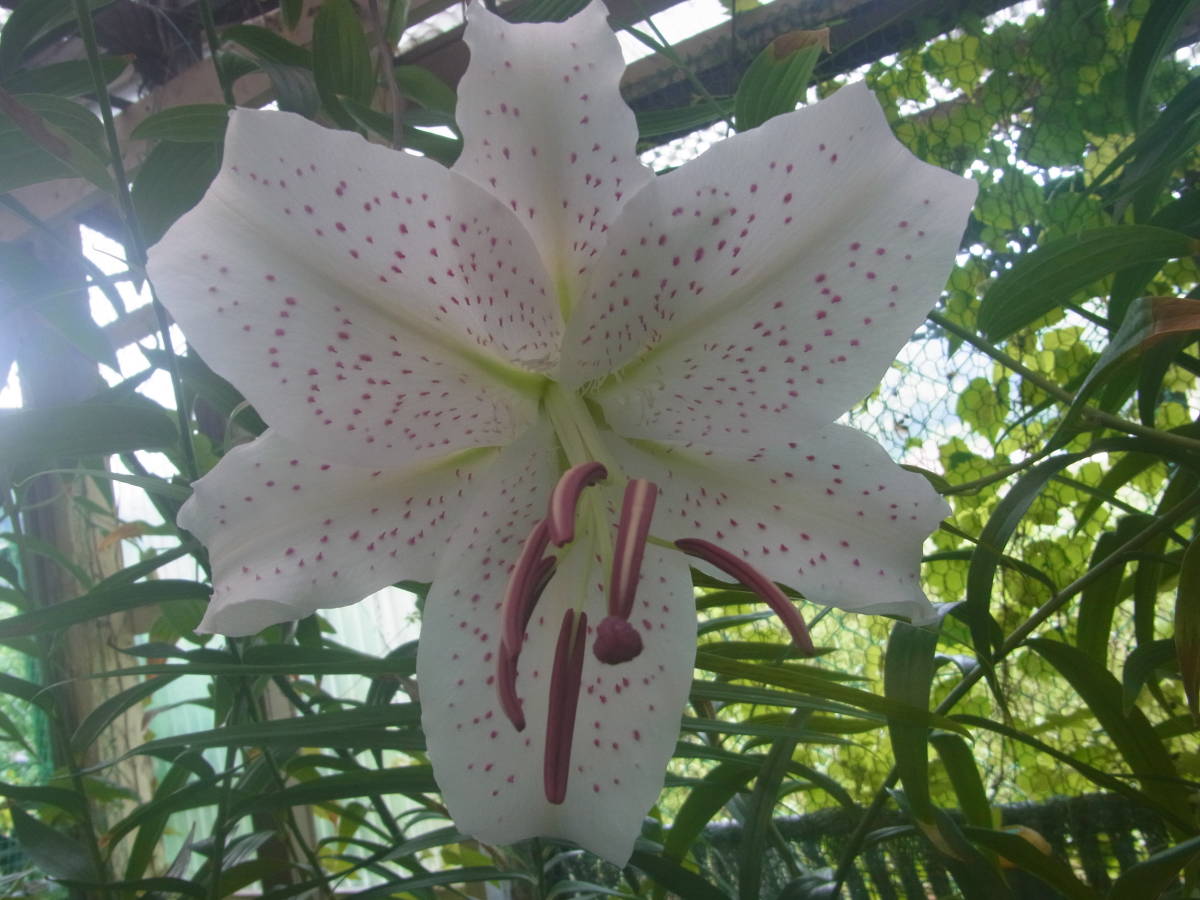 山野草　野生蘭　ユリ　ヤマユリ　「ユリ・那須錦」②