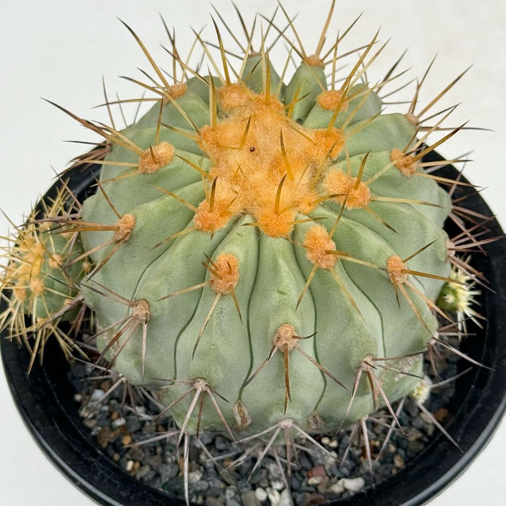 逆鱗丸 実生Copiapoa haseltoniana コピアポア ハセルトニアナ 逆鱗丸