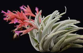 KN ティランジア ブラキフィラ（TILLANDSIA 1円！ ブラジル山採り株