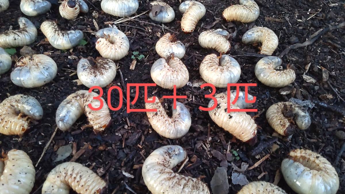 ３０匹＋３匹　カブトムシ　幼虫　国産　３令　和歌山県_1