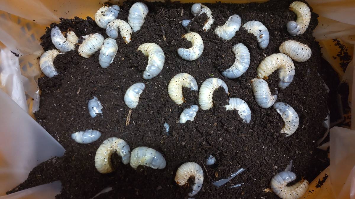 ３０匹＋３匹　カブトムシ　幼虫　国産　３令　和歌山県_2