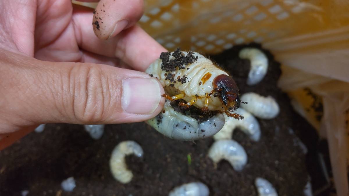 ３０匹＋３匹　カブトムシ　幼虫　国産　３令　和歌山県_3