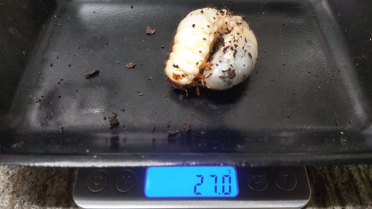 ３０匹＋３匹　カブトムシ　幼虫　国産　３令　和歌山県_4