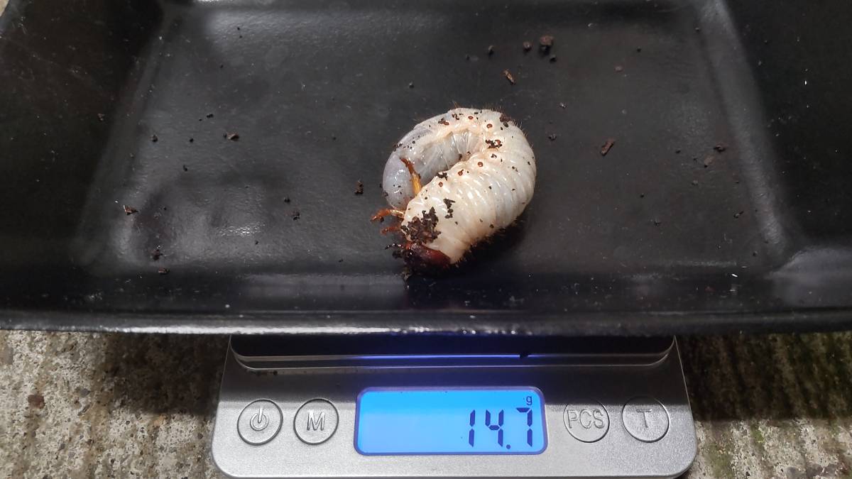 ３０匹＋３匹　カブトムシ　幼虫　国産　３令　和歌山県_5
