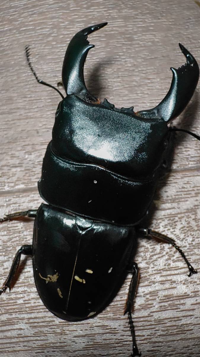 【DORCUS鍬房】極太血統 スマトラヒラタ ベンクール産 新成虫トリオ 1♂2♀