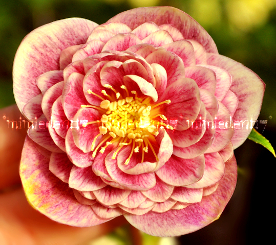 Yahoo!オークション □033 【2年苗】超多弁咲きソレイユ（セルフ交配