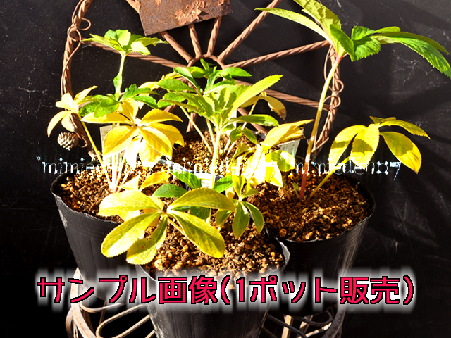 Yahoo!オークション □033 【2年苗】超多弁咲きソレイユ（セルフ交配