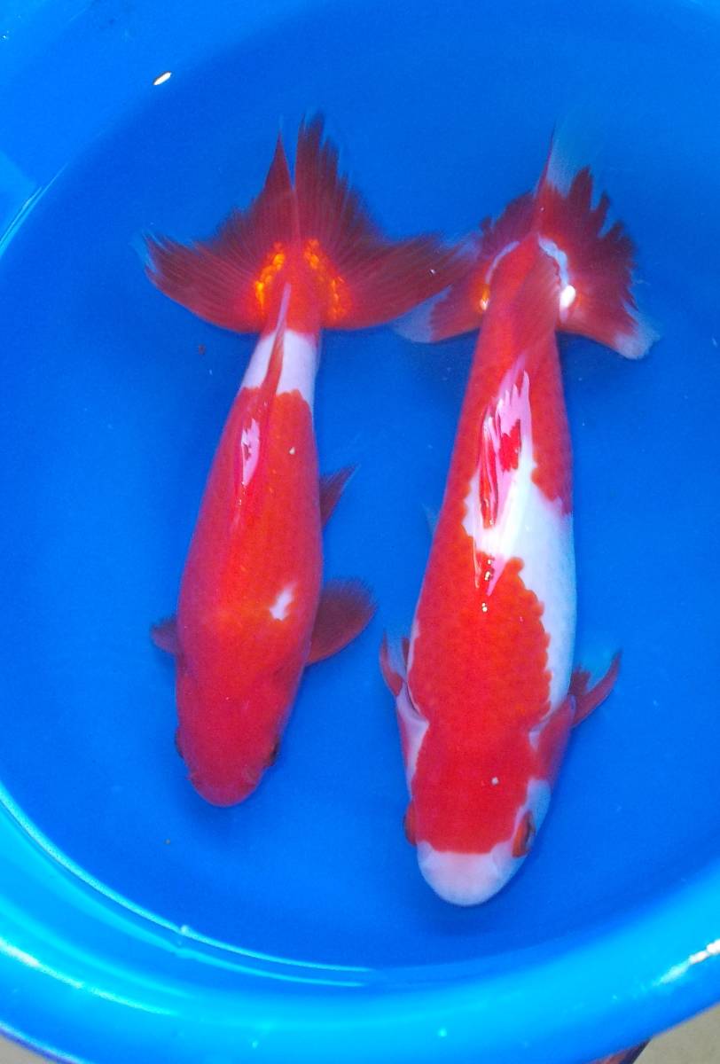 紀州金魚くらぶ】特上 4号 特大三尾和金 2匹 18cm前後 写真の個体 