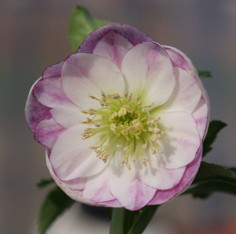 開花株クリスマスローズ・ddフレグランスピンクグラデーション-037