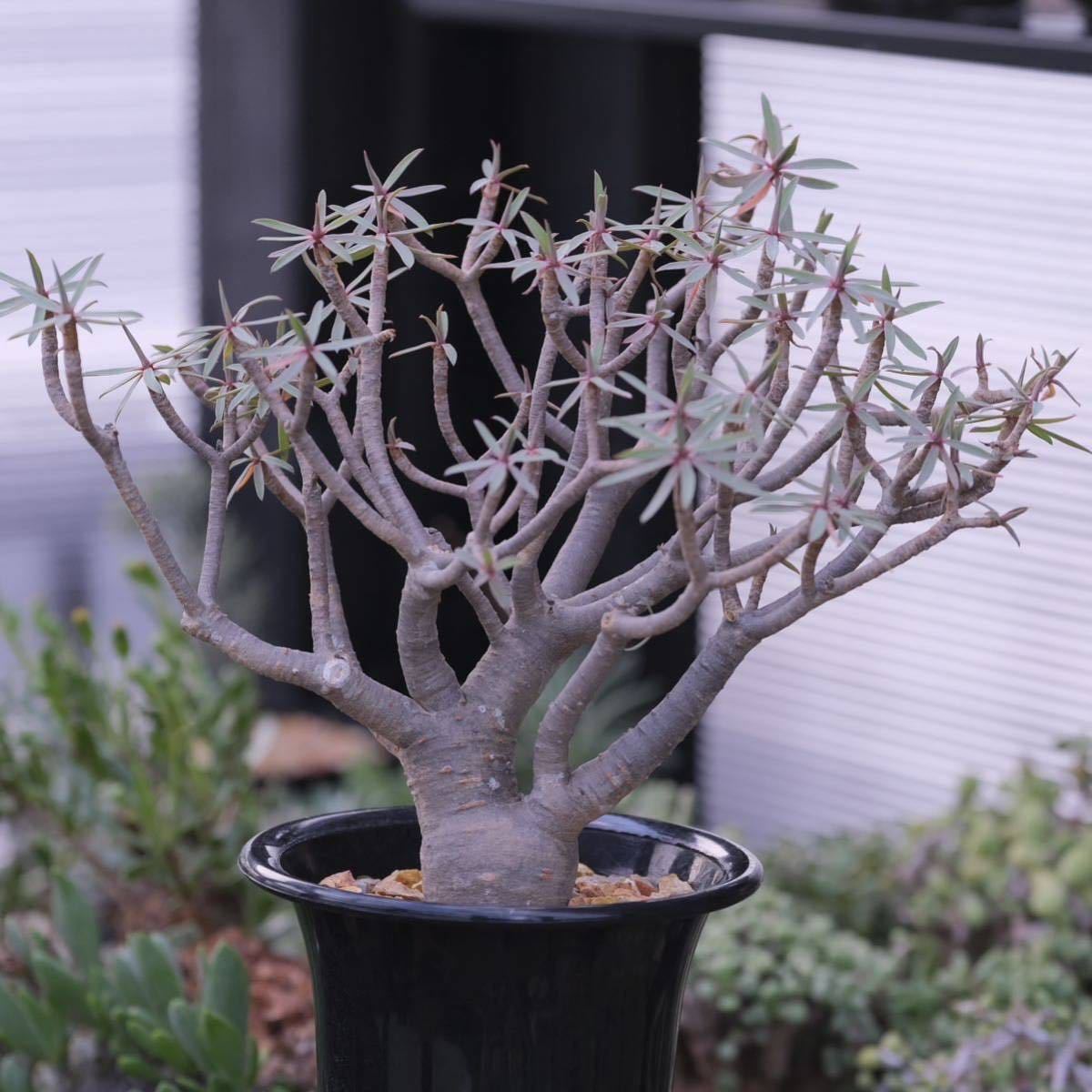選抜 Euphorbia balsamifera ユーフォルビア バルサミフェラ(発根済)