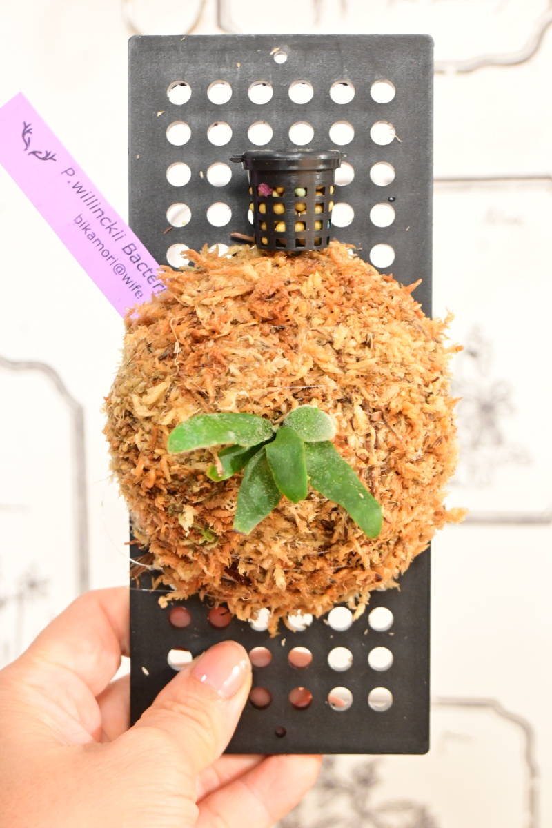P.willinckii super dwarf 'Bacteria' sporeling④ ＠ビカ森wife 板付