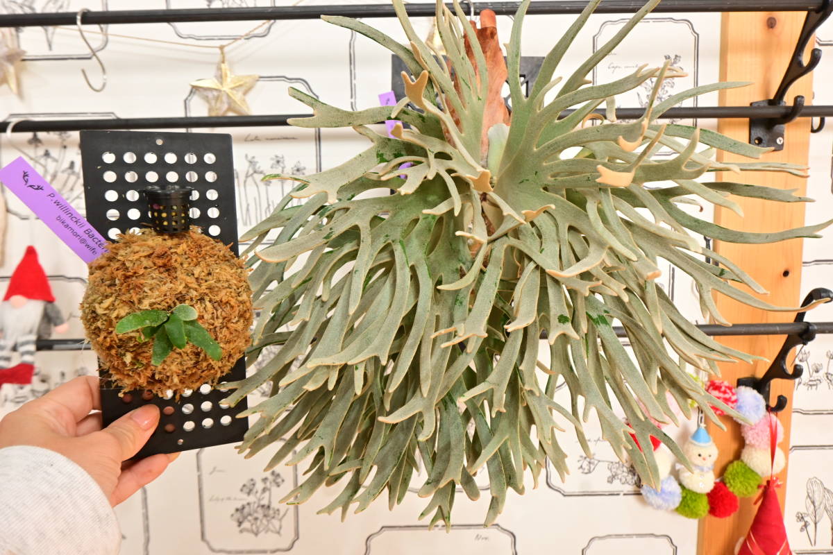 P.willinckii super dwarf 'Bacteria' sporeling④ ＠ビカ森wife 板付