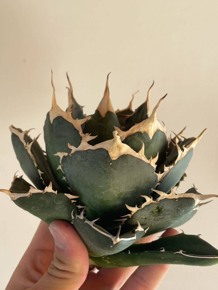 Yahoo!オークション - 32 Agave titanota Nova アガベ チタノタ ノヴァ